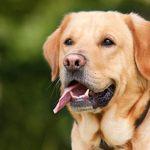  un chiot soin pharmacie de Bry